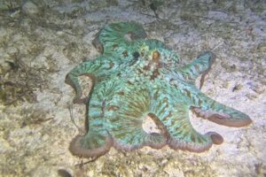 Night Dive Playa del Carmen