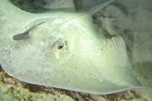 Night Dive Playa del Carmen