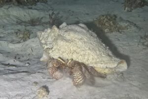 Night Dive Playa del Carmen