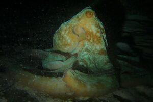 Night Dive Playa del Carmen