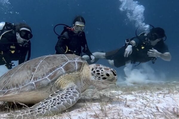 Open Water Playa del Carmen