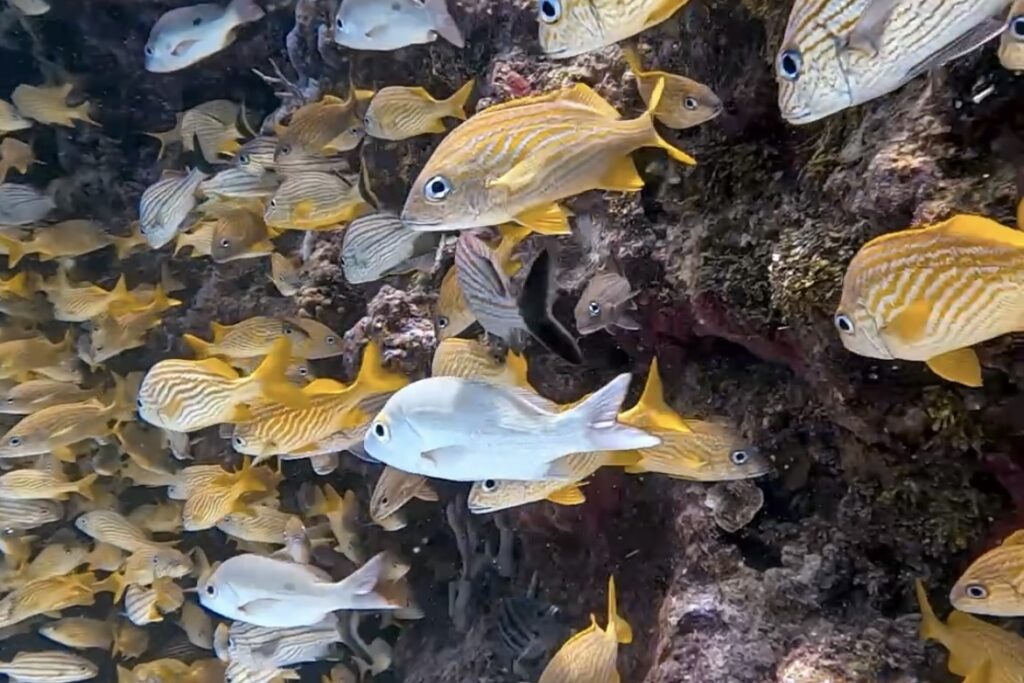 Open Water Playa del Carmen