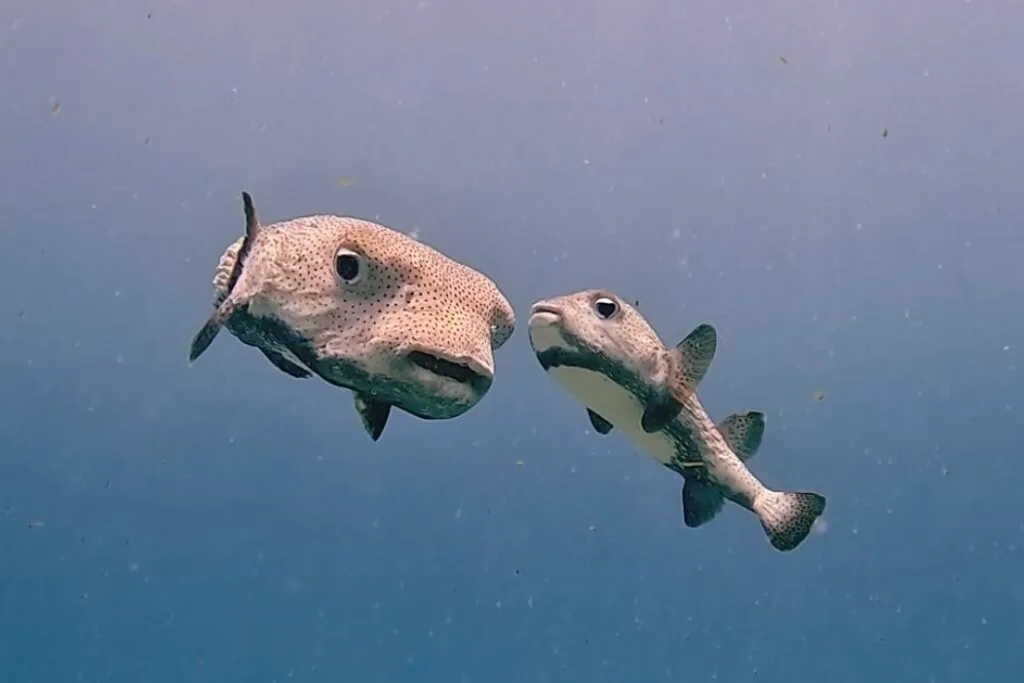 Open Water Kurssi Playa del Carmen
