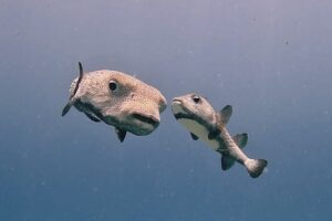 Open Water Course Playa del Carmen