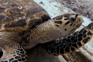 Open Water Course Playa del Carmen