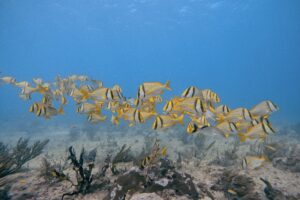 Open Water Course Playa del Carmen