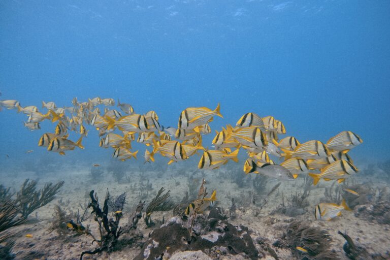 Open Water Course Playa del Carmen