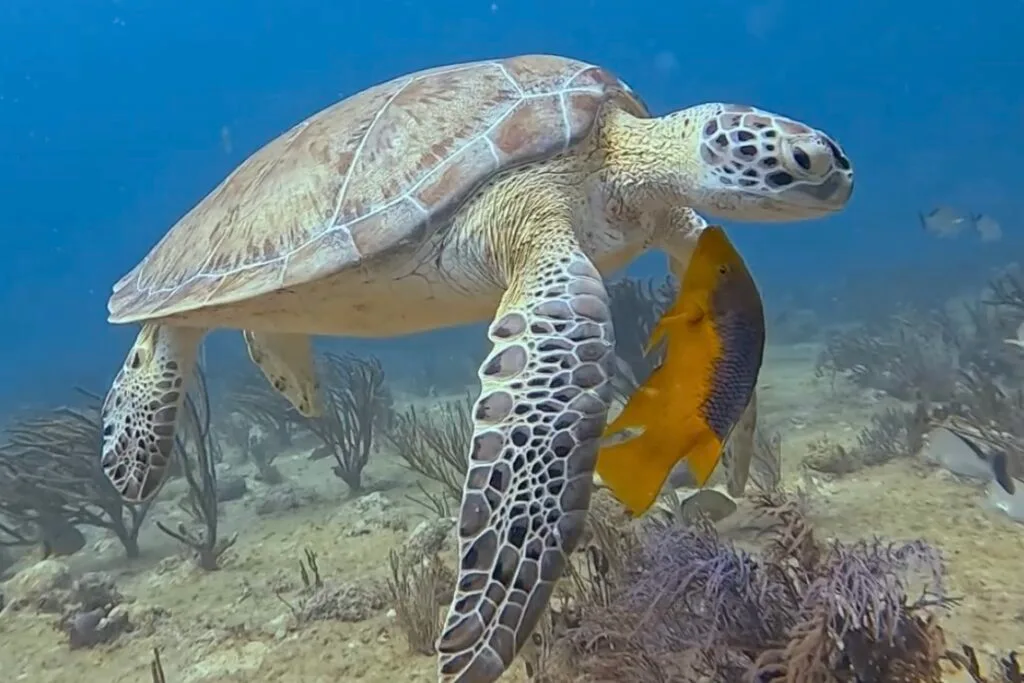 Open Water Kurssi Playa del Carmen