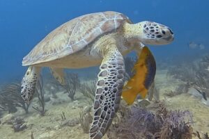 Open Water Course Playa del Carmen