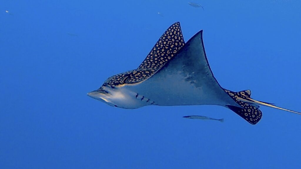 Diving Cozumel