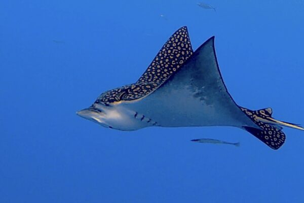 Diving Cozumel