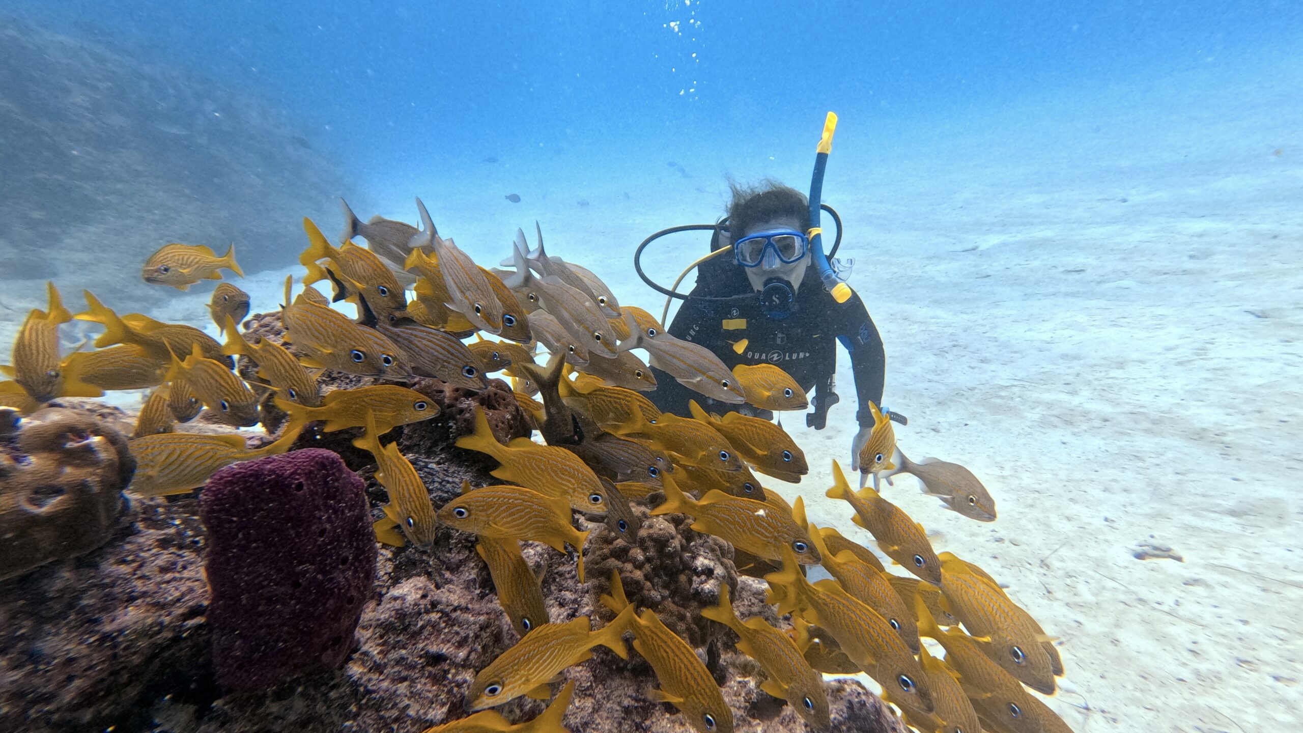 リーフダイビング — Playa del Carmen （2タンクボートダイブ）| Xico