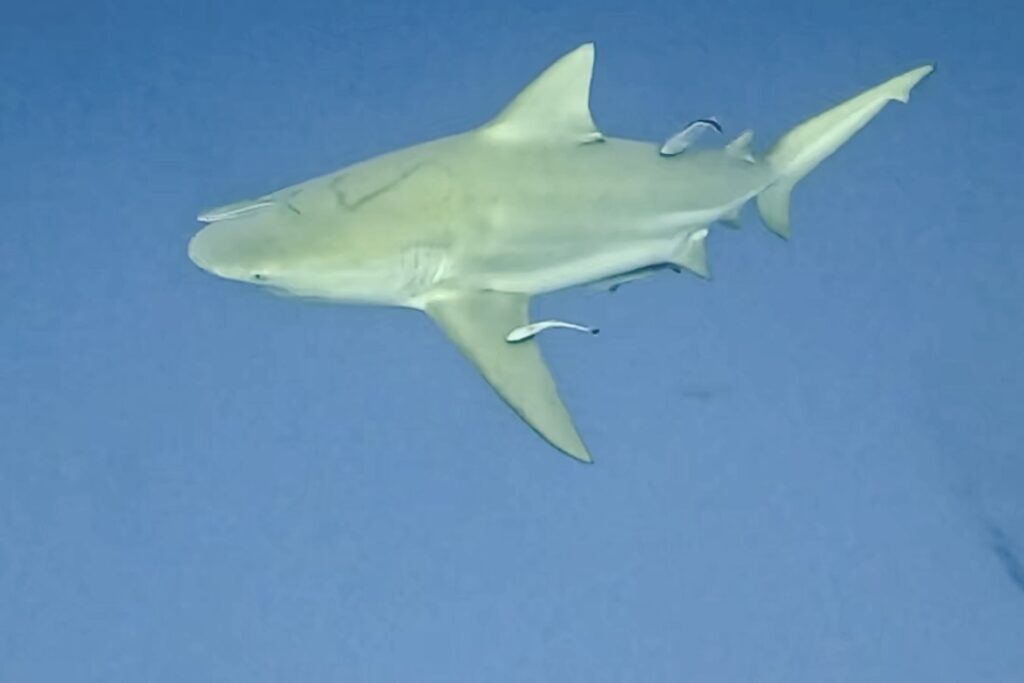 AWARE Shark