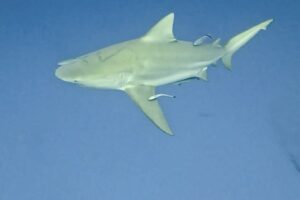 AWARE Shark