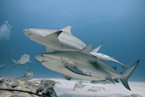 AWARE Shark