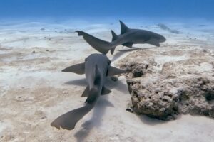 Bull Shark Playa del Carmen