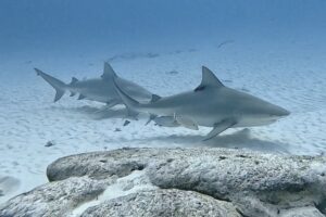 Bull Shark Playa del Carmen