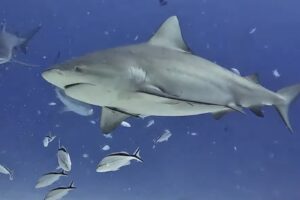 Bull Shark Playa del Carmen