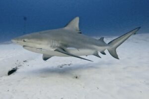 Bull Shark Playa del Carmen