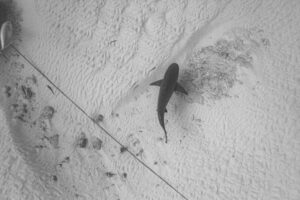 Bull Shark Playa del Carmen