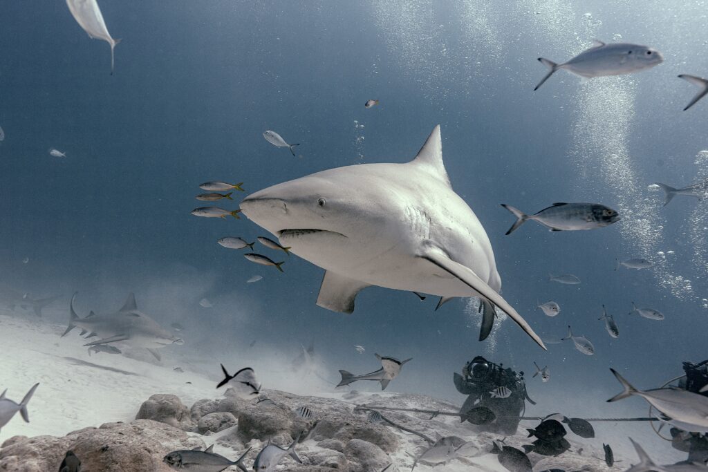 Bull Shark Playa del Carmen