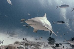 Bull Shark Playa del Carmen