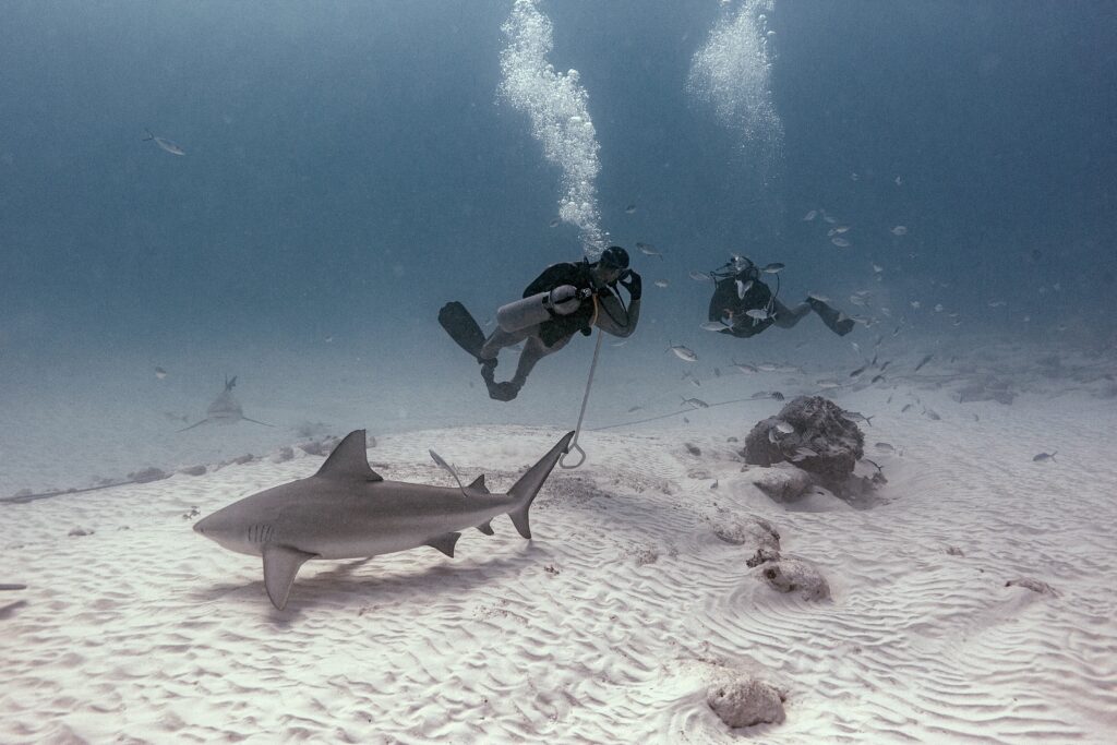 Bull Shark Playa del Carmen