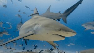 Bull Shark Diving Playa del Carmen