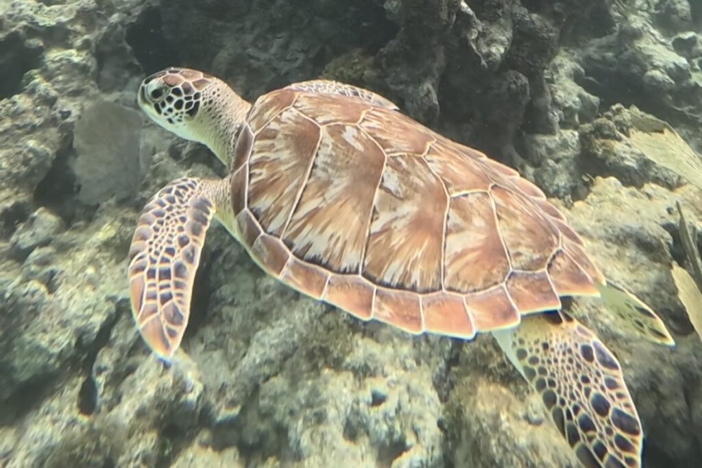 Karibisk havssköldpadda på en snorkeltur från Playa del Carmen