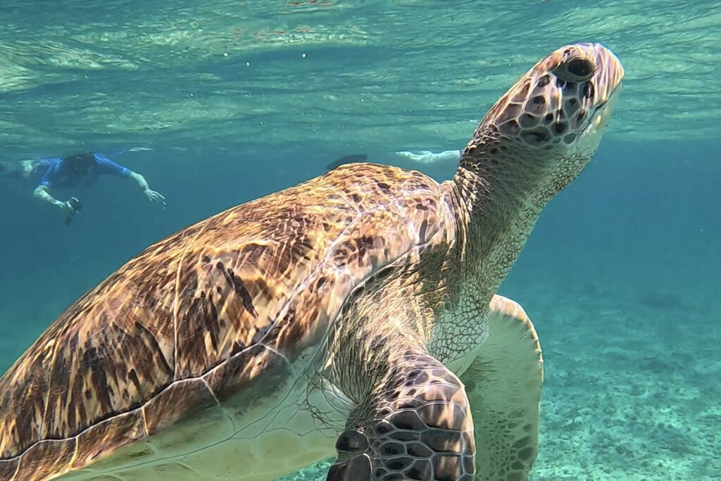 Havssköldpadda som simmar ovanför revet nära Playa del Carmen