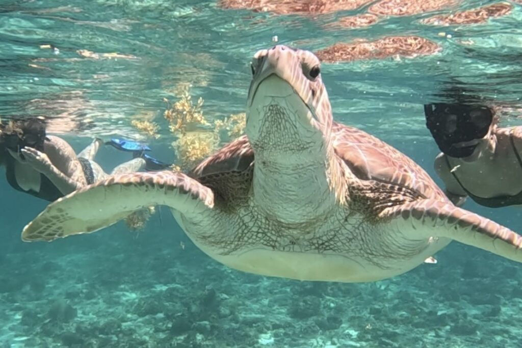 Havssköldpadda sedd under snorkling nära Playa del Carmen