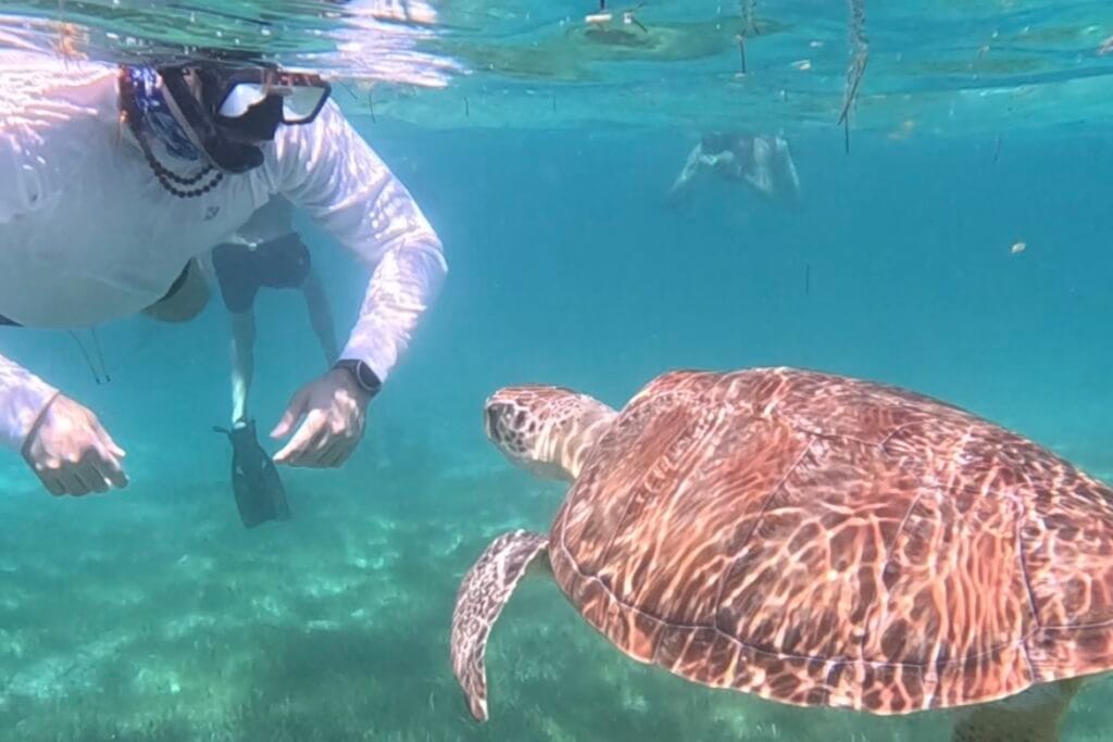Private snorkeling with a sea turtle in Playa del Carmen