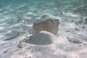 Snorkeling Playa del Carmen