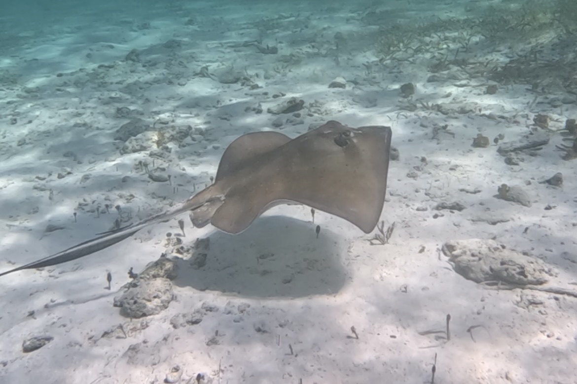 Snorkeling Playa del Carmen