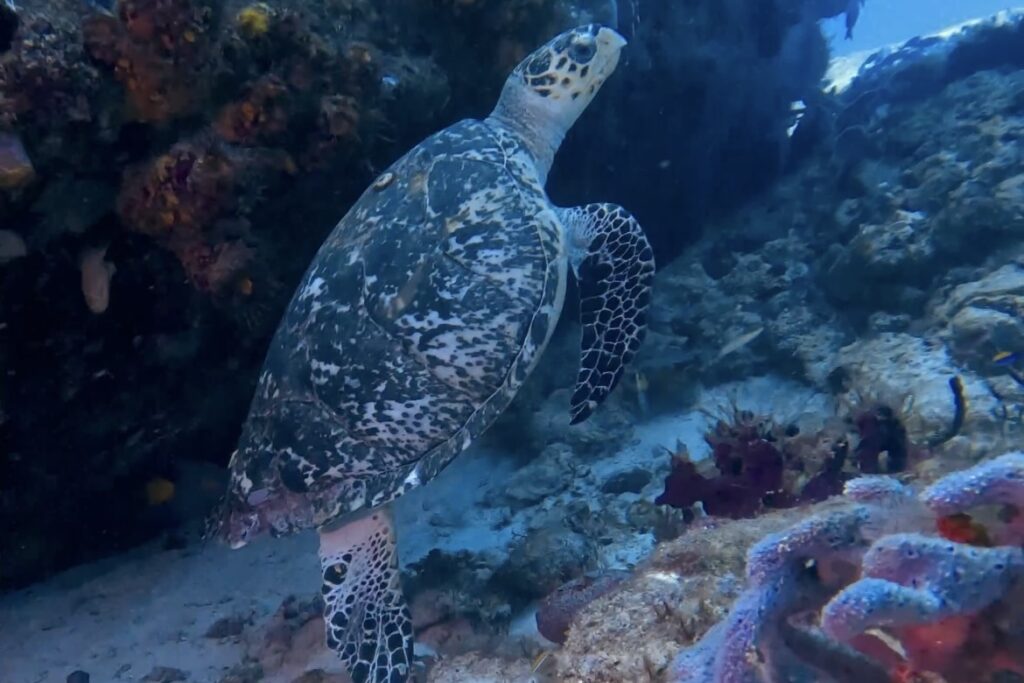 Wreck Diving Course