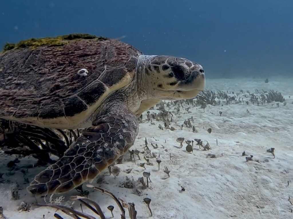 Scuba Diving Playa del Carmen