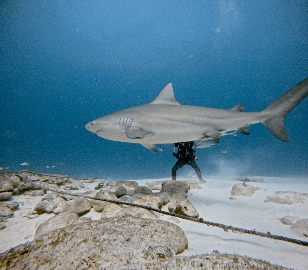 Bull Shark Diving Playa del Carmen
