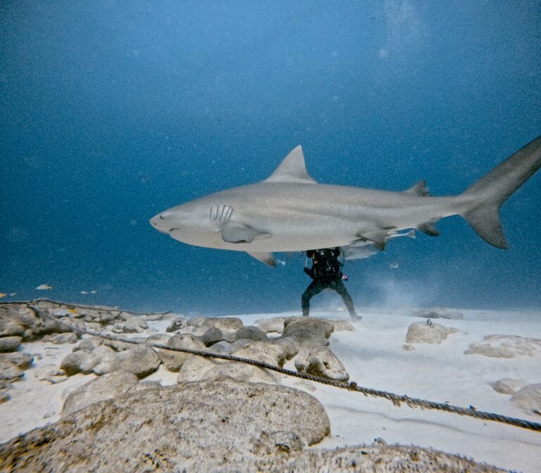 Bull Shark Diving Playa del Carmen