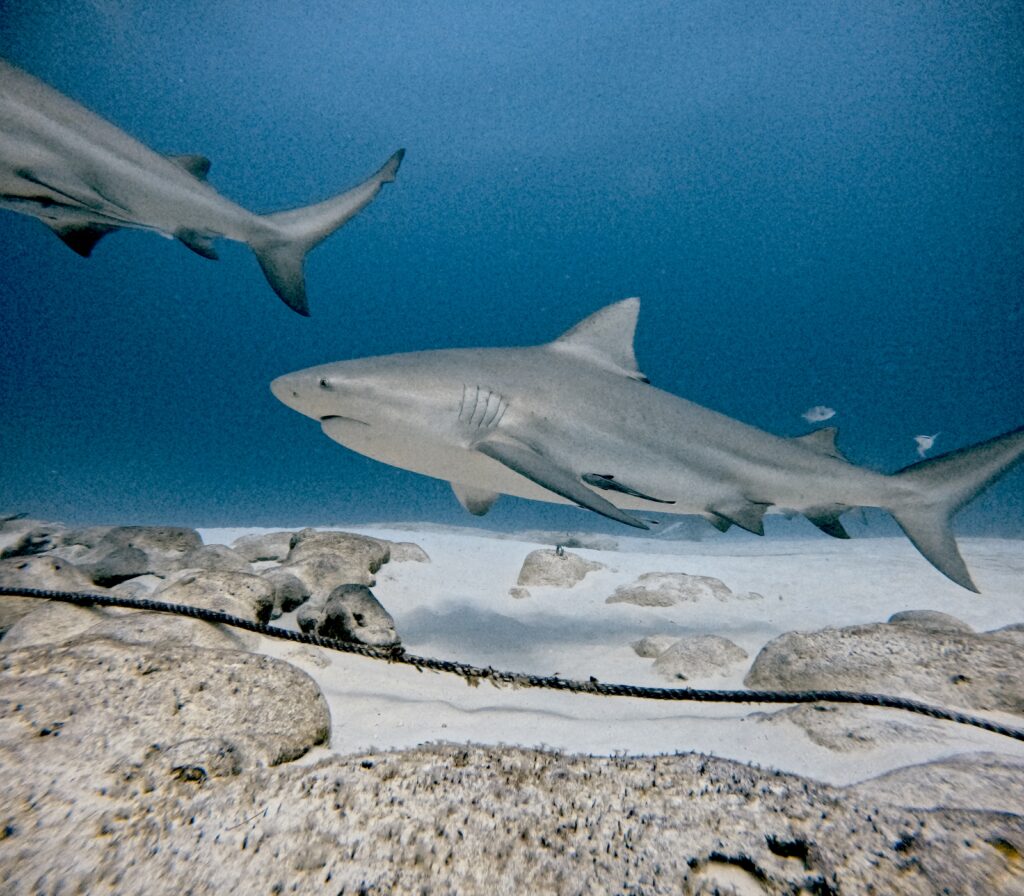 Bull Shark Diving Playa del Carmen