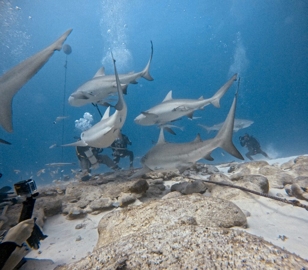 Bull Shark Diving Playa del Carmen