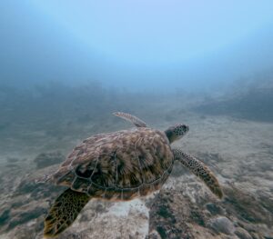 Diving Playa del Carmen