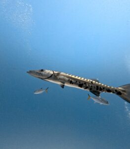 Playa del Carmen Diving