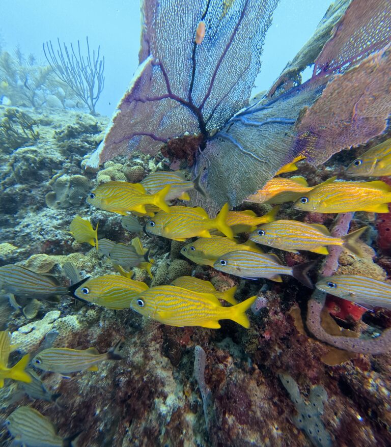 Scuba Diving Playa del Carmen