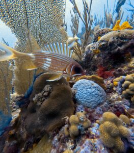 Scuba Diving Playa del Carmen