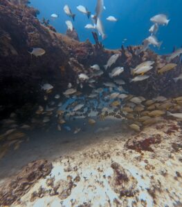 Scuba Diving Playa del Carmen