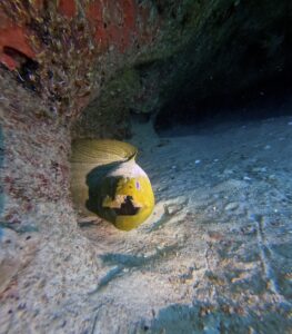 Scuba Diving Playa del Carmen