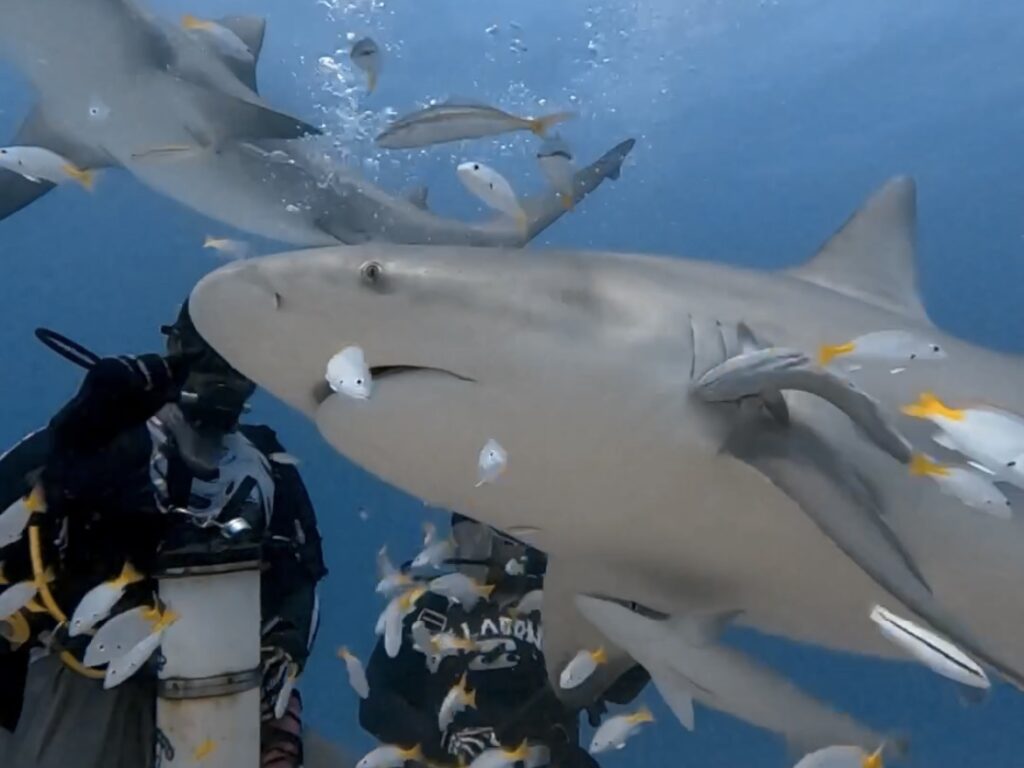 Bull Shark Diving Playa del Carmen