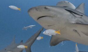 Bull Shark Diving Playa del Carmen