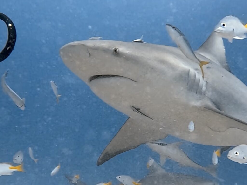 Bull Shark Diving Playa del Carmen