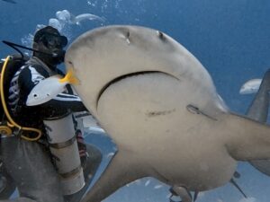 Bull Shark Diving Playa del Carmen